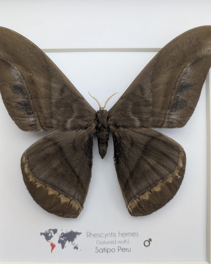 Framed Giant silk moth, Rhescyntis hermes frame display 10"x10"