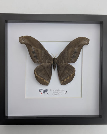 Framed Giant silk moth, Rhescyntis hermes frame display 10"x10"