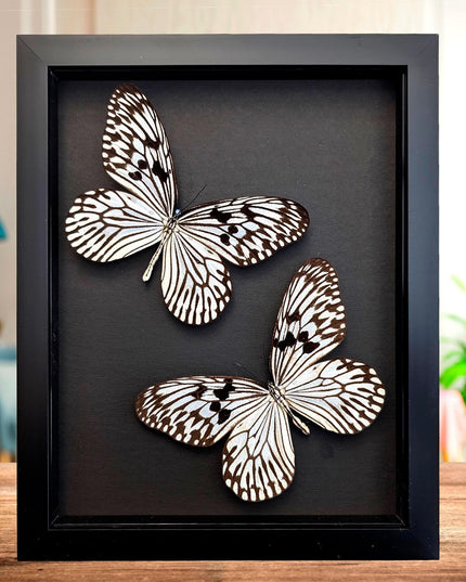 Framed Rice Paper Butterfly Taxidermy, Idea Idea X2, Entomology Gift