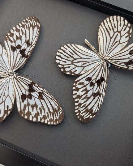 Framed Rice Paper Butterfly Taxidermy, Idea Idea X2, Entomology Gift
