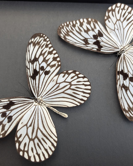 Framed Rice Paper Butterfly Taxidermy, Idea Idea X2, Entomology Gift