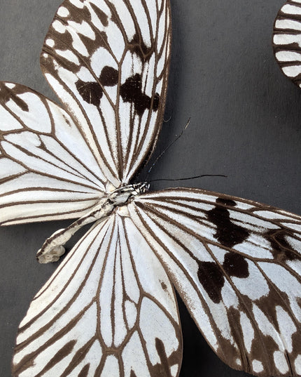 Framed Rice Paper Butterfly Taxidermy, Idea Idea X2, Entomology Gift