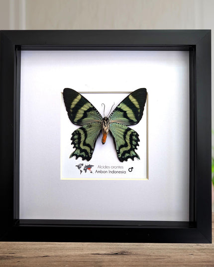 Framed Alcides Orontes Moth, Green-Banded Urania, Taxidermy Art