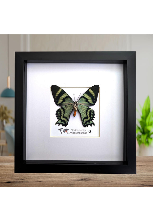 Framed Alcides Orontes Moth, Green-Banded Urania, Taxidermy Art