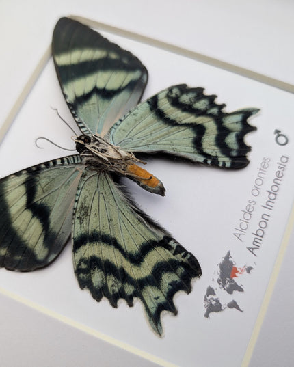 Framed Alcides Orontes Moth, Green-Banded Urania, Taxidermy Art