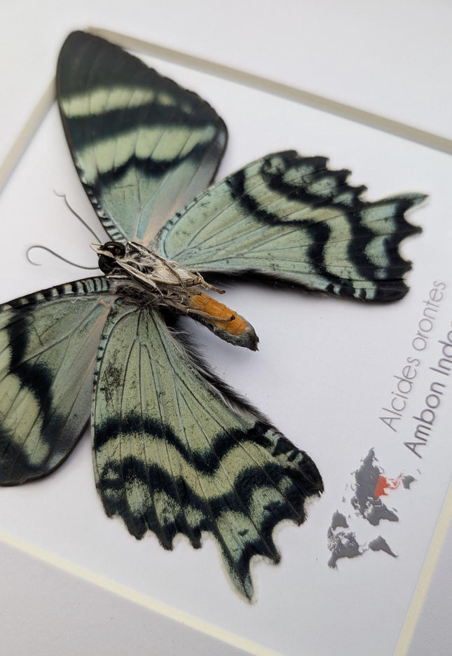 Framed Alcides Orontes Moth, Green-Banded Urania, Taxidermy Art
