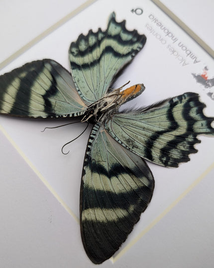 Framed Alcides Orontes Moth, Green-Banded Urania, Taxidermy Art
