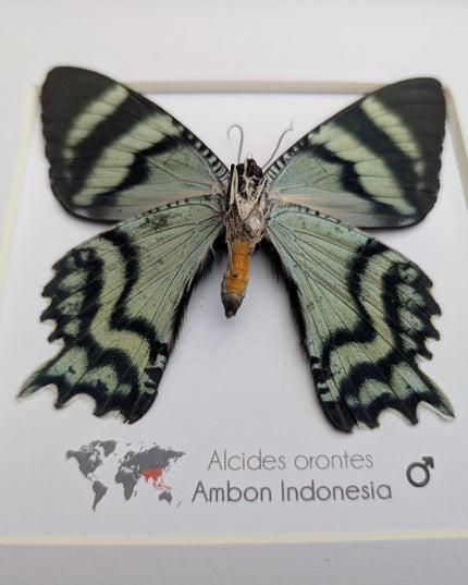 Framed Alcides Orontes Moth, Green-Banded Urania, Taxidermy Art