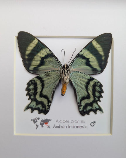 Framed Alcides Orontes Moth, Green-Banded Urania, Taxidermy Art
