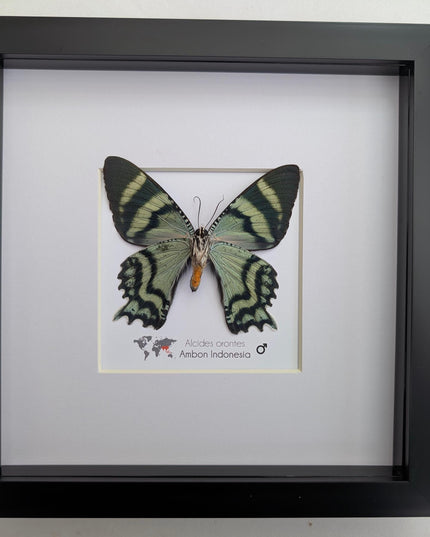 Framed Alcides Orontes Moth, Green-Banded Urania, Taxidermy Art