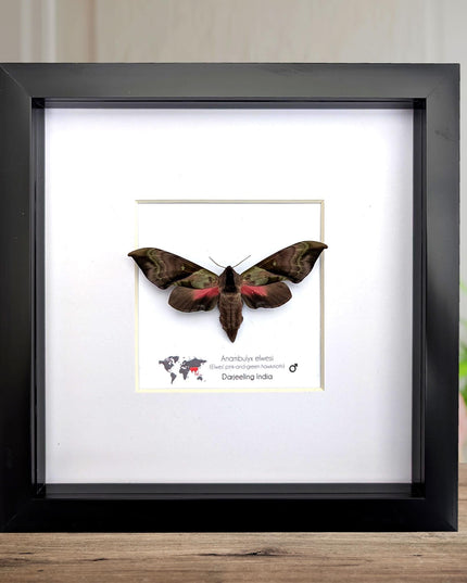 Framed Anambulyx elwesi Hawk Moth Display 8" x 8", Rare Taxidermy sphinx moth India