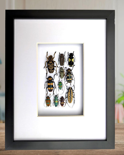 Framed Beetle Colourful Mosaic: ethically sourced entomology display (8x10), Cerambycid Entomology gift