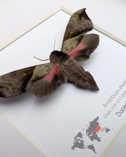 Framed Anambulyx elwesi Hawk Moth Display 8" x 8", Rare Taxidermy sphinx moth India