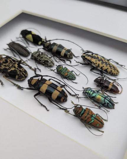 Framed Beetle Colourful Mosaic: ethically sourced entomology display (8x10), Cerambycid Entomology gift