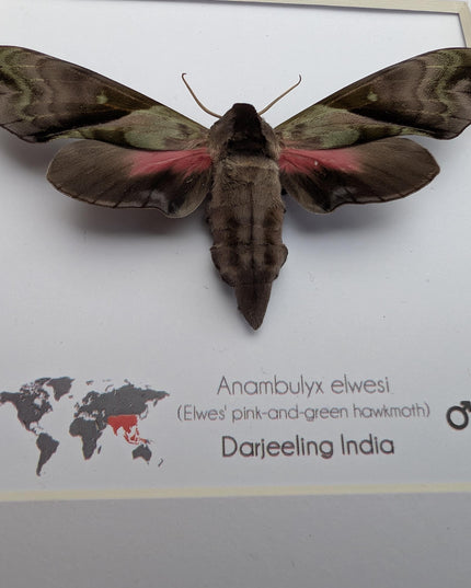 Framed Anambulyx elwesi Hawk Moth Display 8" x 8", Rare Taxidermy sphinx moth India