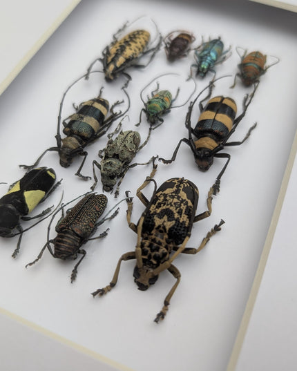 Framed Beetle Colourful Mosaic: ethically sourced entomology display (8x10), Cerambycid Entomology gift