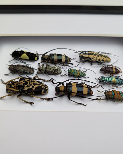 Framed Beetle Colourful Mosaic: ethically sourced entomology display (8x10), Cerambycid Entomology gift