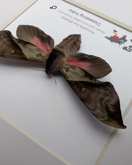 Framed Anambulyx elwesi Hawk Moth Display 8" x 8", Rare Taxidermy sphinx moth India