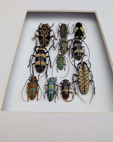 Framed Beetle Colourful Mosaic: ethically sourced entomology display (8x10), Cerambycid Entomology gift