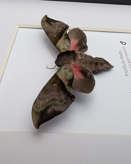 Framed Anambulyx elwesi Hawk Moth Display 8" x 8", Rare Taxidermy sphinx moth India