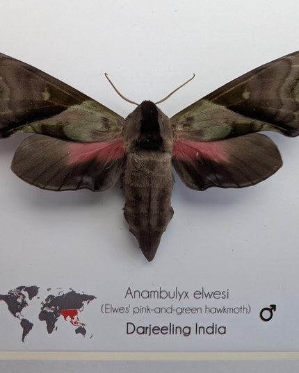 Framed Anambulyx elwesi Hawk Moth Display 8" x 8", Rare Taxidermy sphinx moth India