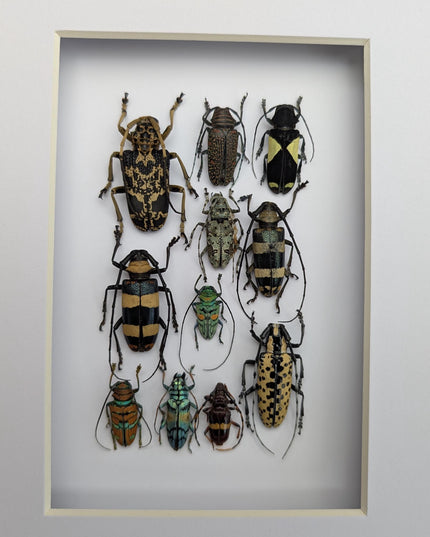 Framed Beetle Colourful Mosaic: ethically sourced entomology display (8x10), Cerambycid Entomology gift