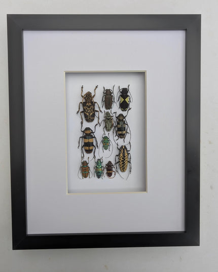 Framed Beetle Colourful Mosaic: ethically sourced entomology display (8x10), Cerambycid Entomology gift