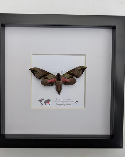 Framed Anambulyx elwesi Hawk Moth Display 8" x 8", Rare Taxidermy sphinx moth India