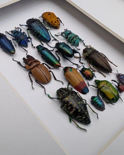 Framed Beetle Colourful Mosaic: ethically sourced entomology display (8x10), Entomology gift