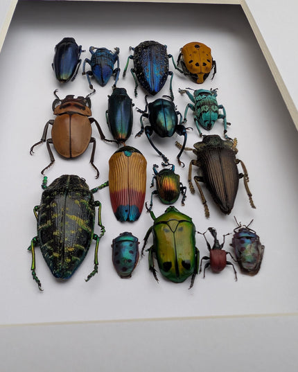 Framed Beetle Colourful Mosaic: ethically sourced entomology display (8x10), Entomology gift