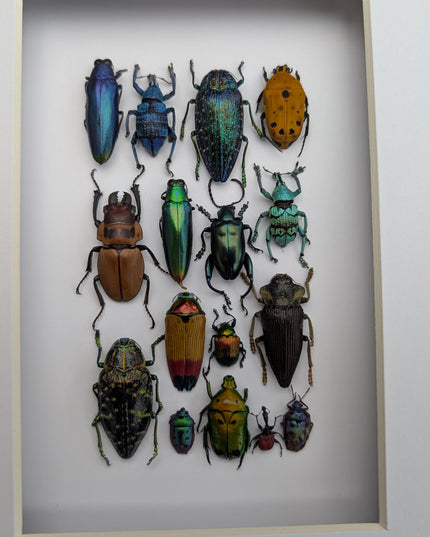 Framed Beetle Colourful Mosaic: ethically sourced entomology display (8x10), Entomology gift