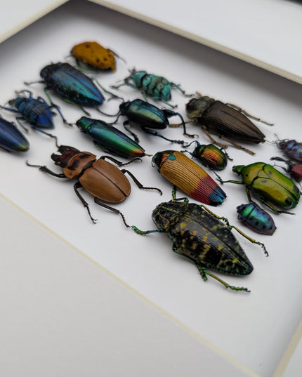 Framed Beetle Colourful Mosaic: ethically sourced entomology display (8x10), Entomology gift