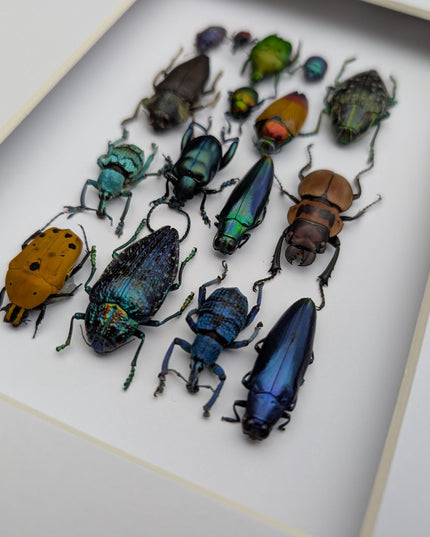 Framed Beetle Colourful Mosaic: ethically sourced entomology display (8x10), Entomology gift