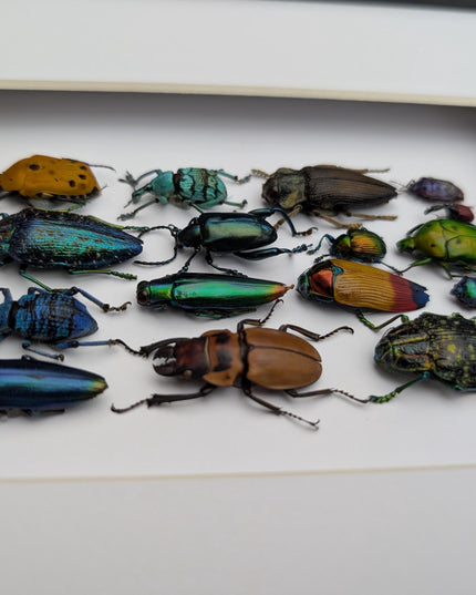 Framed Beetle Colourful Mosaic: ethically sourced entomology display (8x10), Entomology gift