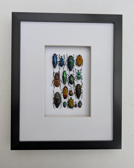 Framed Beetle Colourful Mosaic: ethically sourced entomology display (8x10), Entomology gift