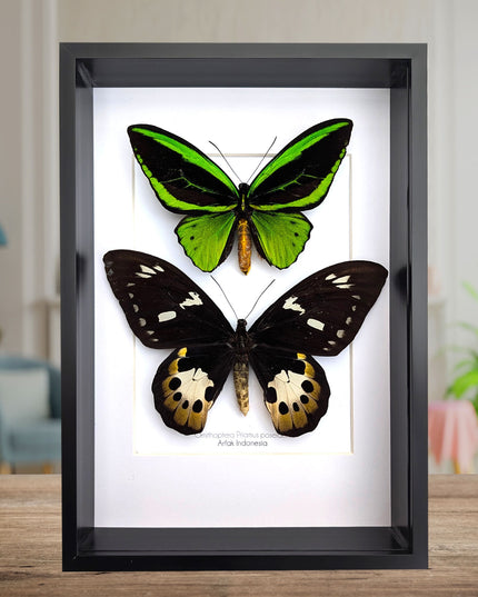 Framed Ornithoptera priamus poseidon Pair: Common Green Birdwing Display (A4)