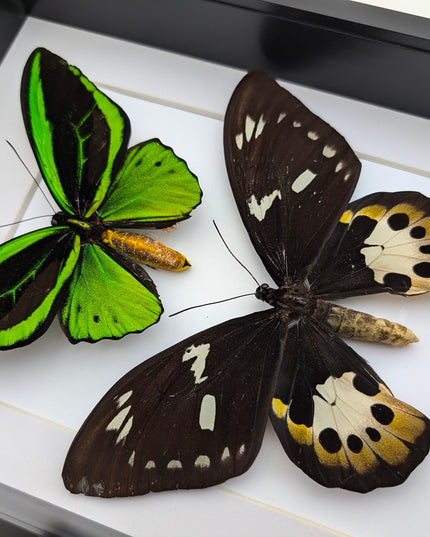 Framed Ornithoptera priamus poseidon Pair: Common Green Birdwing Display (A4)