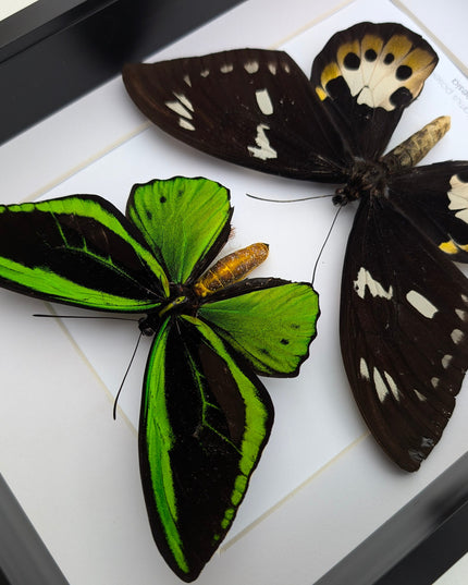 Framed Ornithoptera priamus poseidon Pair: Common Green Birdwing Display (A4)