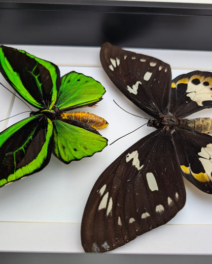 Framed Ornithoptera priamus poseidon Pair: Common Green Birdwing Display (A4)