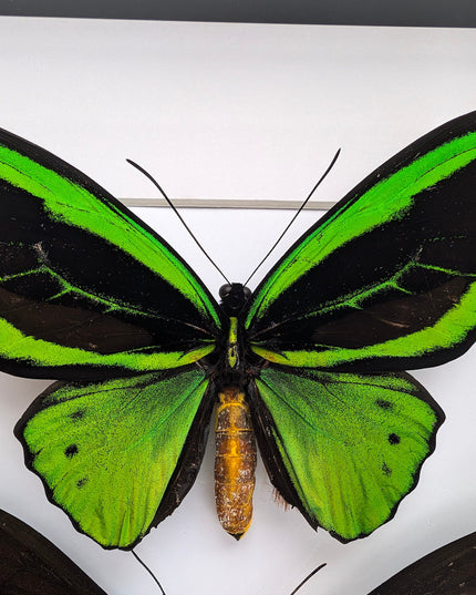 Framed Ornithoptera priamus poseidon Pair: Common Green Birdwing Display (A4)