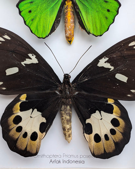 Framed Ornithoptera priamus poseidon Pair: Common Green Birdwing Display (A4)