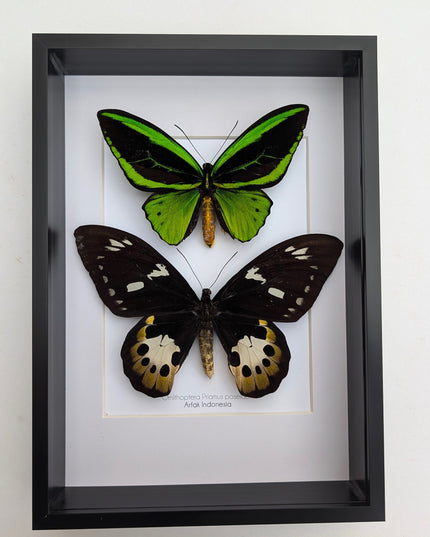 Framed Ornithoptera priamus poseidon Pair: Common Green Birdwing Display (A4)
