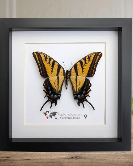 Papilio multicaudata female, the two-tailed swallowtail,oaxaca, mexico. frame 8" x 8"