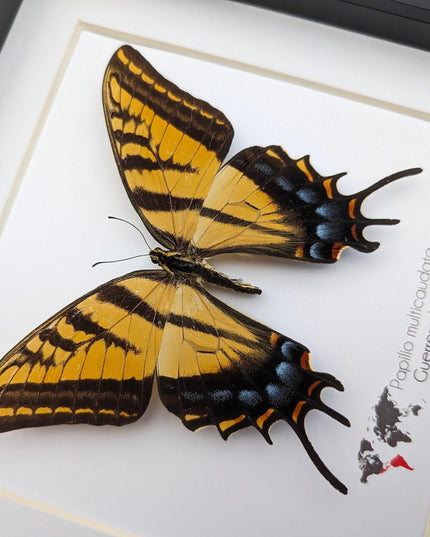 Papilio multicaudata female, the two-tailed swallowtail,oaxaca, mexico. frame 8" x 8"