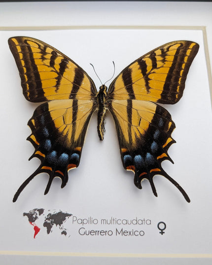 Papilio multicaudata female, the two-tailed swallowtail,oaxaca, mexico. frame 8" x 8"