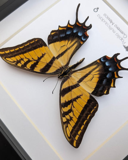 Papilio multicaudata female, the two-tailed swallowtail,oaxaca, mexico. frame 8" x 8"