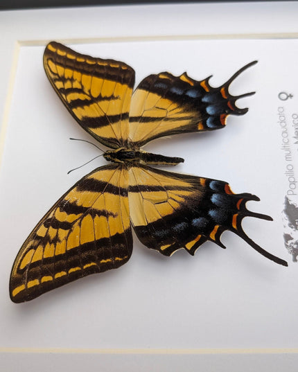 Papilio multicaudata female, the two-tailed swallowtail,oaxaca, mexico. frame 8" x 8"