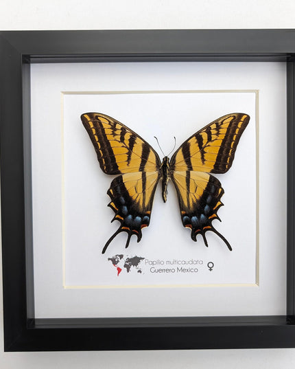 Papilio multicaudata female, the two-tailed swallowtail,oaxaca, mexico. frame 8" x 8"