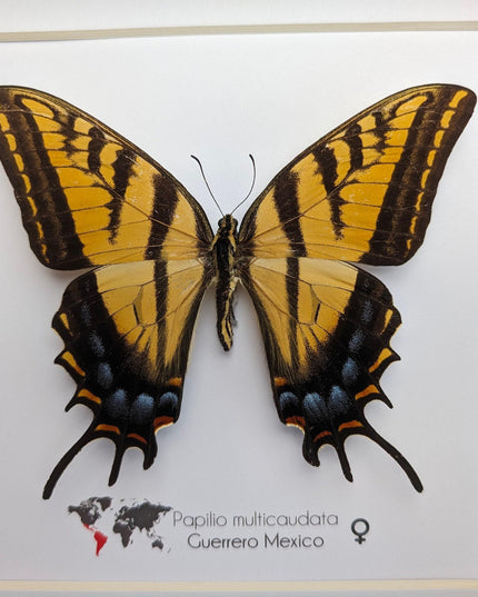 Papilio multicaudata female, the two-tailed swallowtail,oaxaca, mexico. frame 8" x 8"