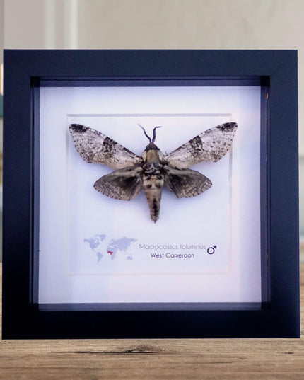 Framed macrocossus toluminus moth: african entomology wall decor